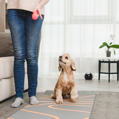 Woman in jeans standing next to small brown puppy. Puppy is looking up at person, and is sitting on yoga mat.