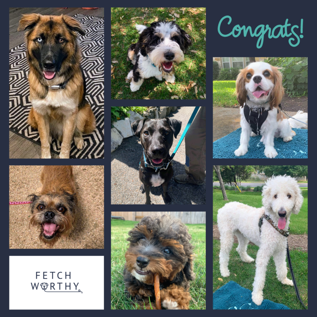 Congratulations to our recent Fetch Worthy dogs on completing their private training sessions.