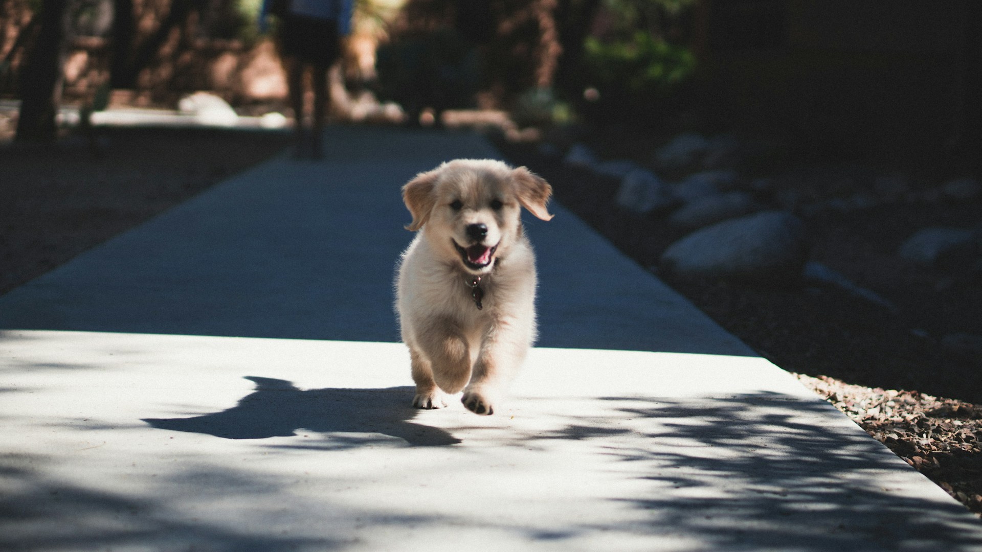 andrew-schultz-DTSDD968Mpw-unsplash puppy running on sidewalk