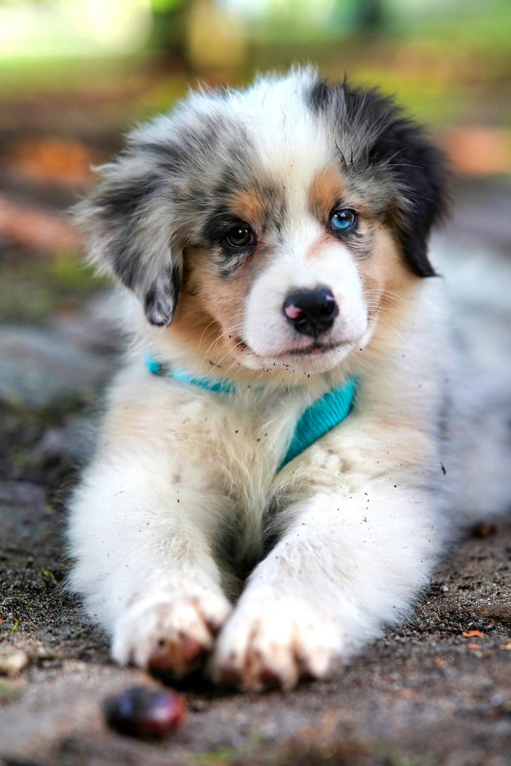 Enjoy a well-behaved dog with training :) Happy trained puppy.
