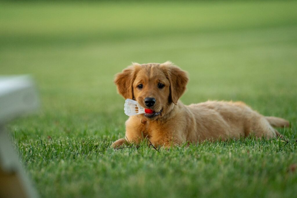 golden retriver puppy with a bottle in mouth outside laying down on a grassy green yard