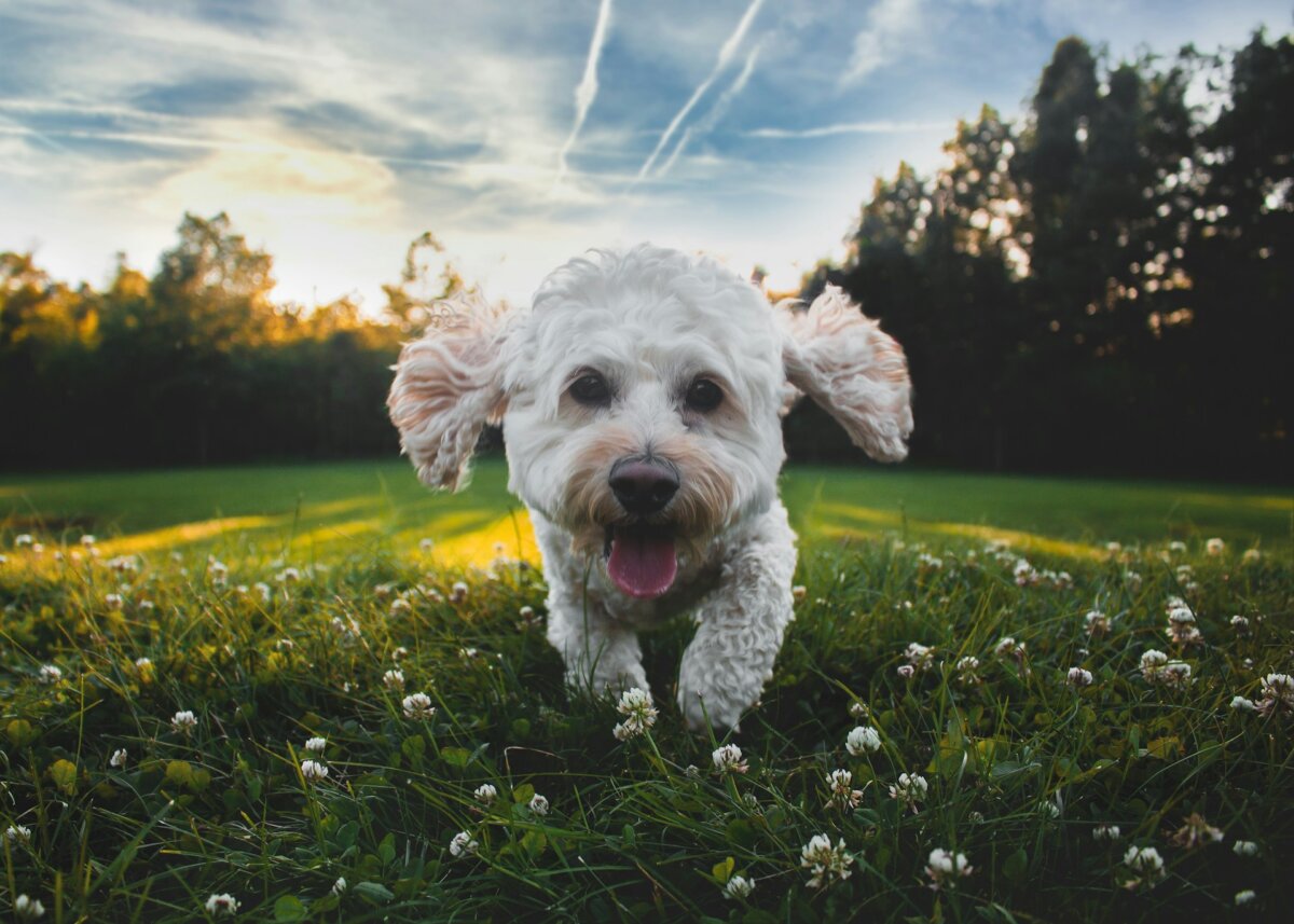 Dog being recalled by owner on grass at a park.