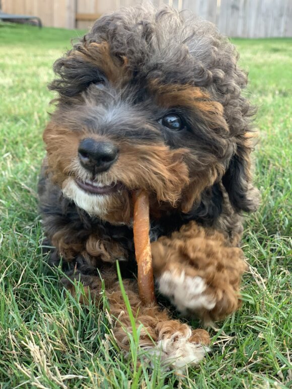Puppy Casey chewing on a bully stick