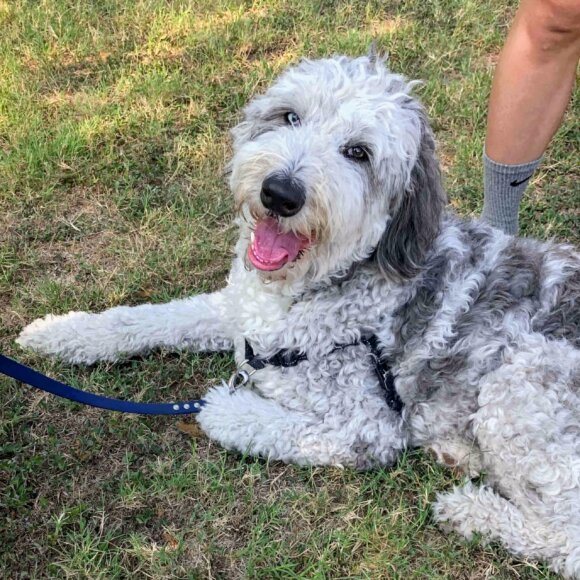 Cute aussiedoodle sitting in grass