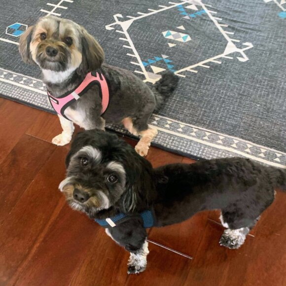 Yoshi & Pepper the morkipoo duo